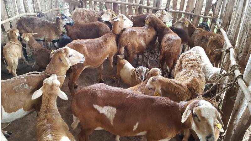 ethiopia-community-based-breeding-for-genetic-improvement-of-sheep-and